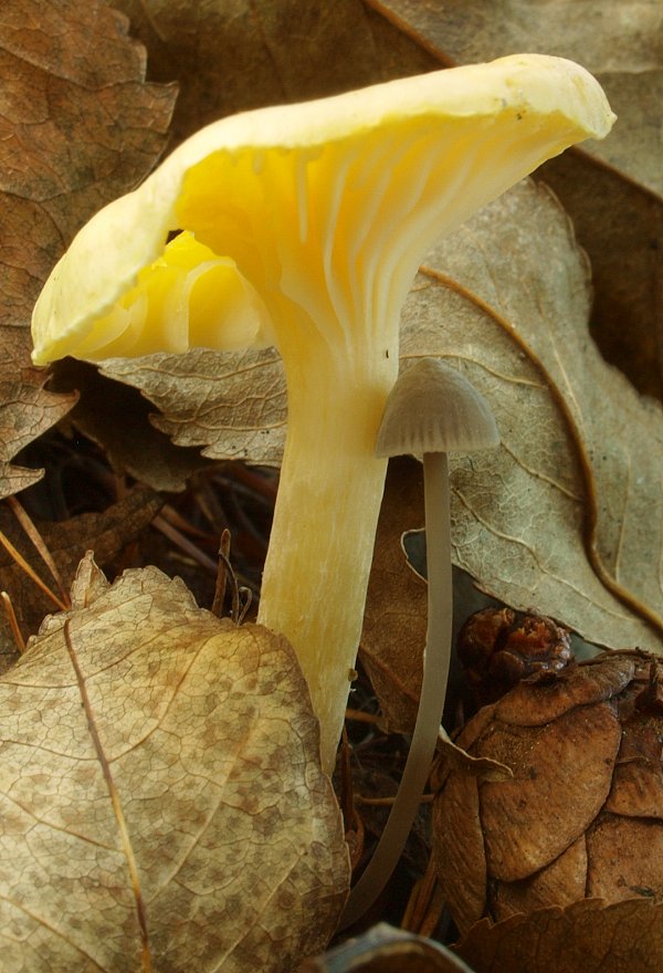 šťavnačka smrekovcová Hygrophorus lucorum Kalchbr.