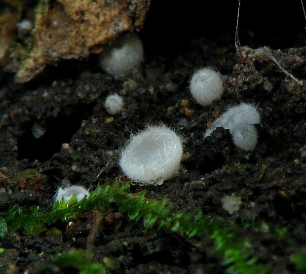 poháročka snehobiela Leucoscypha leucotricha (Alb. & Schwein.) Boud.