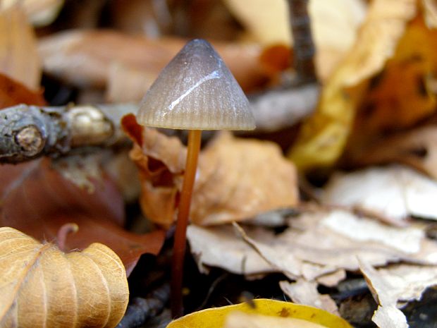 prilbička šafranová Mycena crocata (Schrad.) P. Kumm.