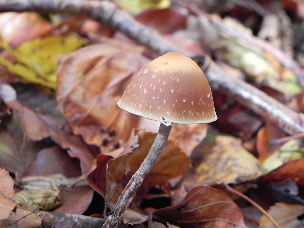 prilbička  ?? Mycena longiseta Höhn.