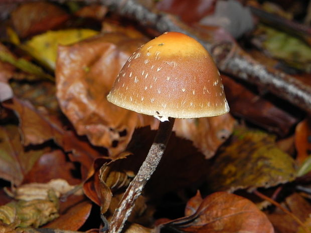 prilbička   __?? Mycena longiseta Höhn.