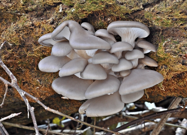 hliva ustricovitá Pleurotus ostreatus (Jacq.) P. Kumm.