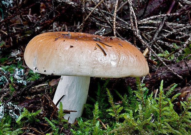 plávka lasičia Russula mustelina Fr.