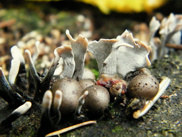 drevnatec parohatý Xylaria hypoxylon (L.) Grev.