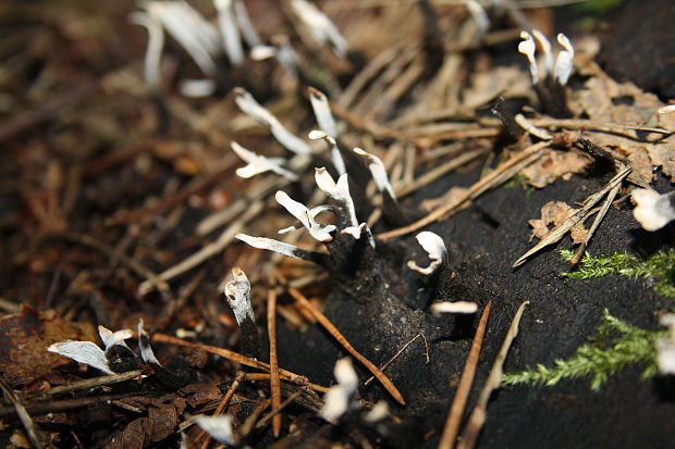 drevnatec parohatý Xylaria hypoxylon (L.) Grev.