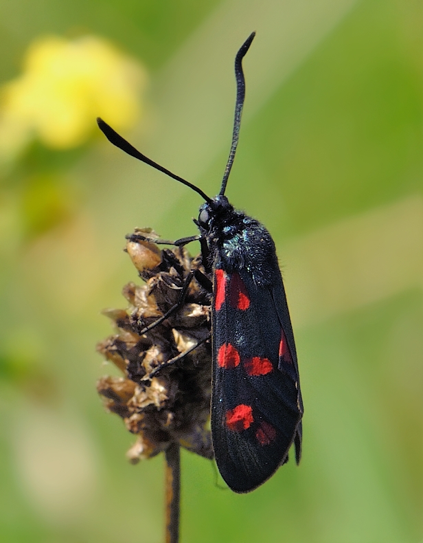 vretenka obyčajná Zygaena filipendulae