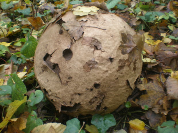 vatovec obrovský (po funuse) Calvatia gigantea (Batsch) Lloyd