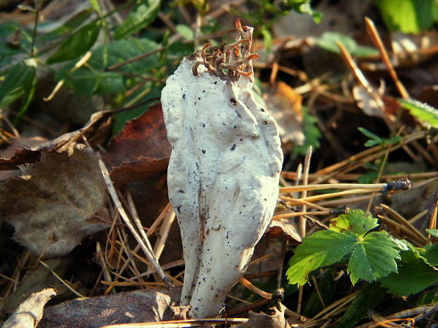 konárovka vráskavá Clavulina rugosa (Bull.) J. Schröt.