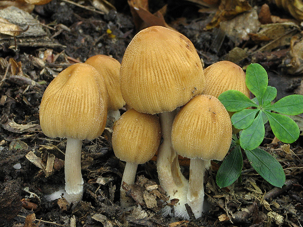 hnojník ligotavý Coprinellus micaceus (Bull.) Vilgalys, Hopple & Jacq. Johnson