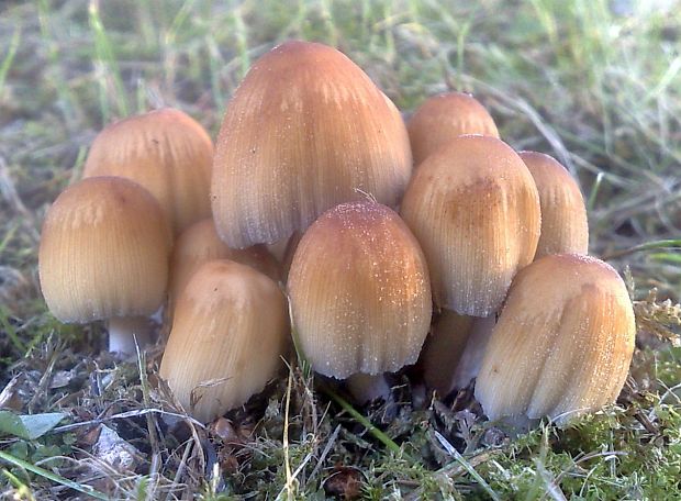 hnojník ligotavý Coprinellus micaceus (Bull.) Vilgalys, Hopple & Jacq. Johnson