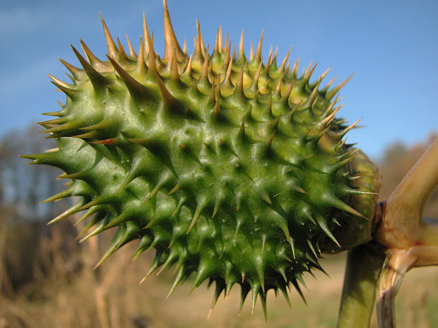 durman obyčajný Datura stramonium L.