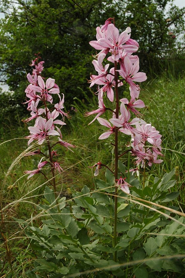 jasenec biely Dictamnus albus L.