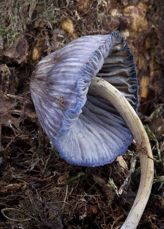 hodvábnica fialovomodrá Entoloma euchroum (Pers.) Donk