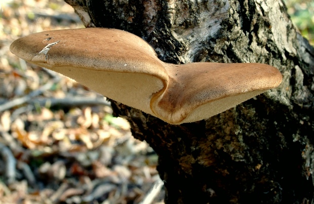 brezovník obyčajný Fomitopsis betulina (Bull.) B.K. Cui, M.L. Han & Y.C. Dai