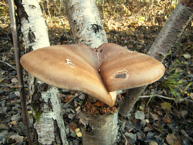 brezovník obyčajný Fomitopsis betulina (Bull.) B.K. Cui, M.L. Han & Y.C. Dai