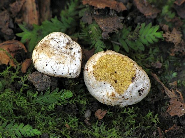 hľuza žltá? Hymenogaster luteus?