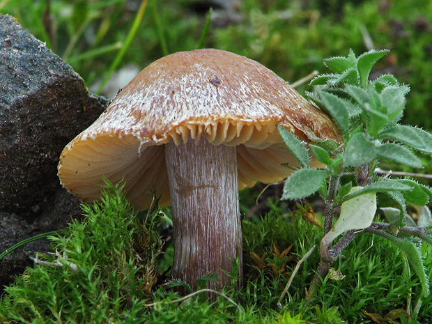 vláknica ? Inocybe sp.