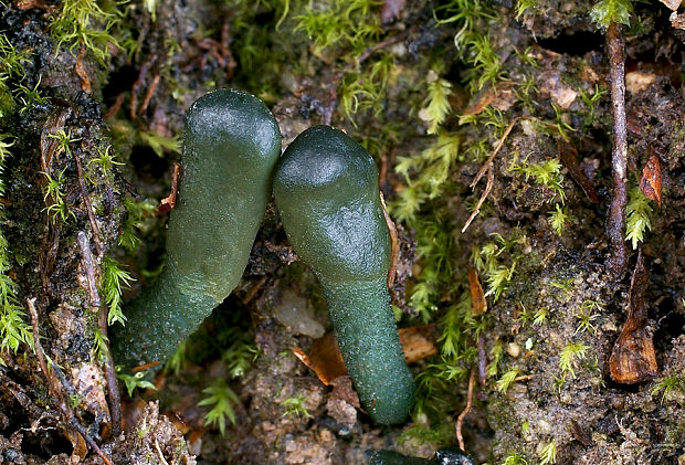 drobnojazýček sivozelený Microglossum griseoviride V.Kučera, Lizoň & M.Tomšovský