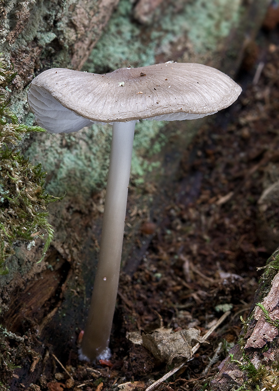 prilbička ružovolupeňová Mycena galericulata ? (Scop.ex Fr.) S.F.Gray 1821