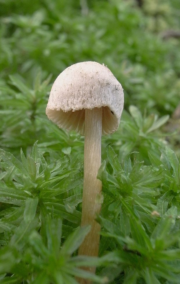 prilbička Mycena sp.