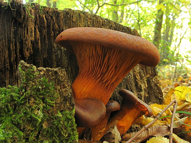 kališník hnedooranžový Omphalotus olearius (DC.) Singer