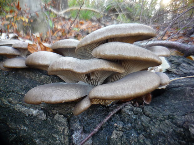 hliva ustricovitá Pleurotus ostreatus (Jacq.) P. Kumm.