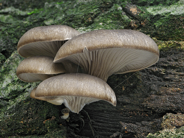 hliva ustricovitá Pleurotus ostreatus (Jacq.) P. Kumm.