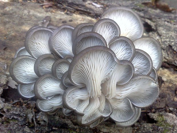 hliva ustricovitá Pleurotus ostreatus (Jacq.) P. Kumm.