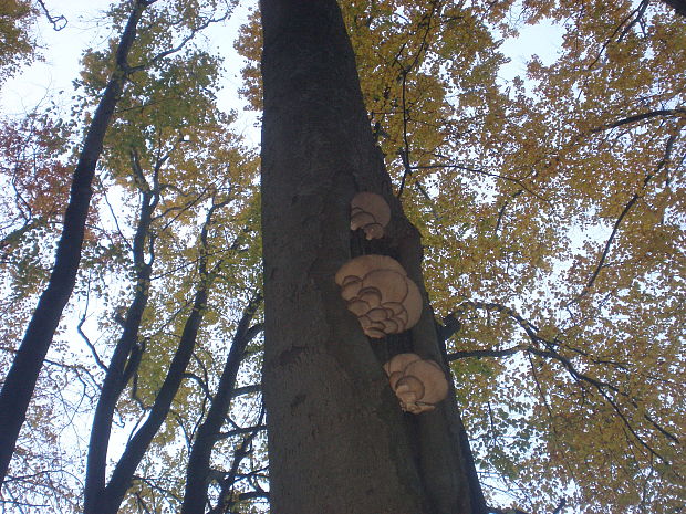 hliva buková Pleurotus pulmonarius (Fr.) Quél.