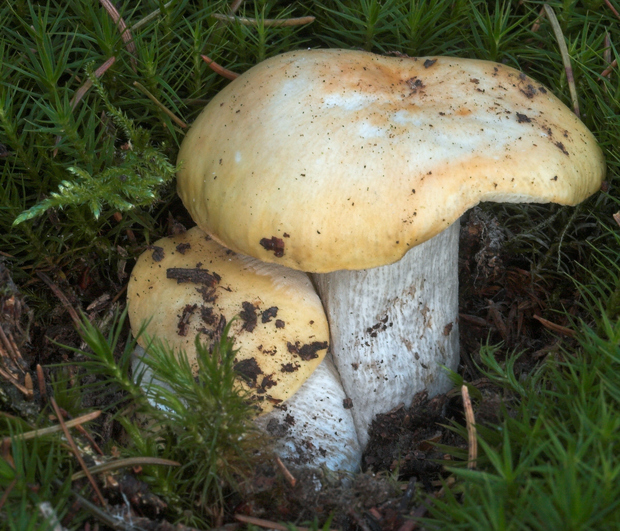 plávka hlinovožltá Russula ochroleuca Fr.