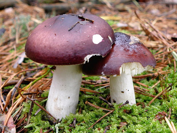 plávka Russula sp.