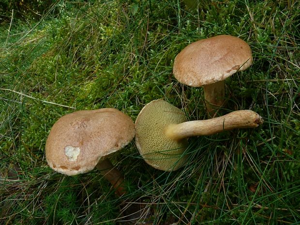 klouzek kravský - Masliak kravský Suillus bovinus  (Pers.) Roussel