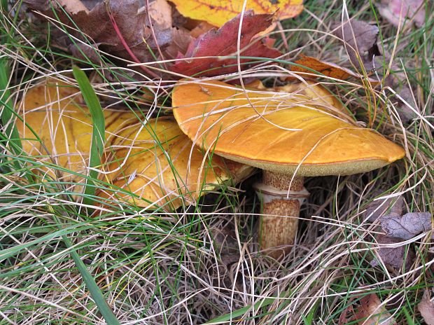 masliak Suillus sp.