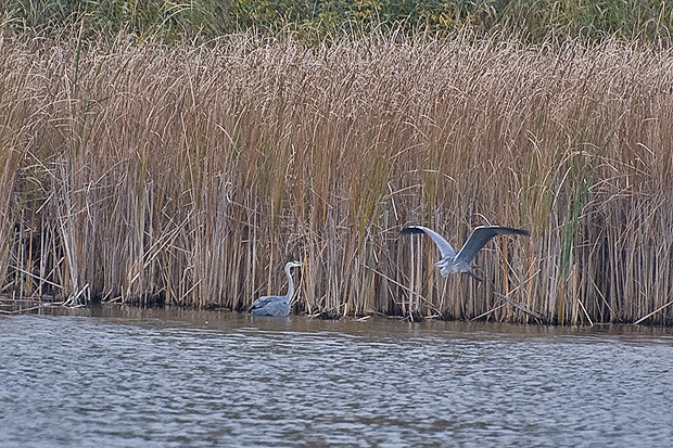 volavka popolavá Ardea cinerea