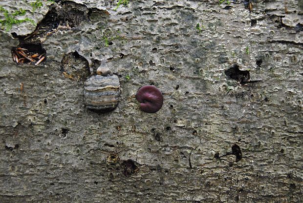 vrtidlovka veľkovýtrusná Ascocoryne cylichnium (Tul.) Korf