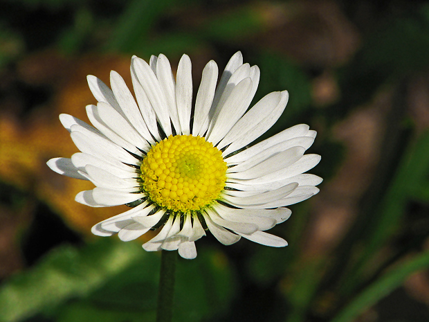 sedmokráska obyčajná Bellis perennis L.