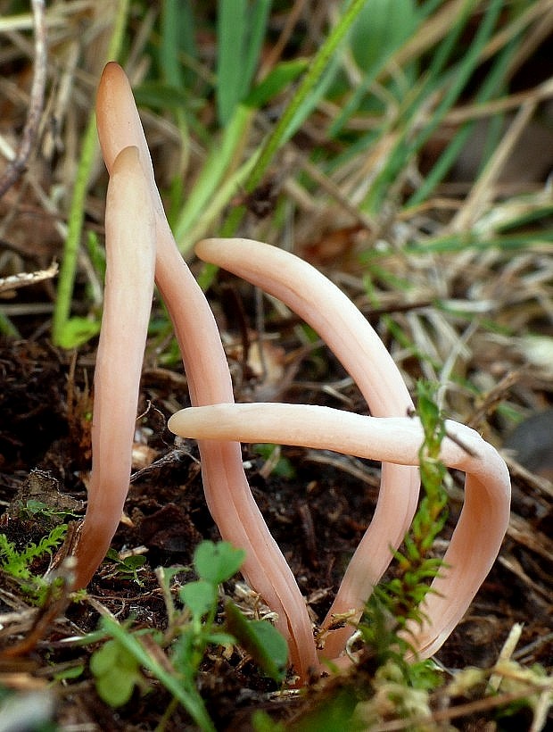 kyjačik pleťový Clavaria incarnata Weinm.