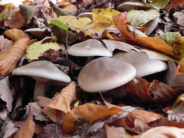 strmuľka inovaťová Clitocybe nebularis (Batsch) P. Kumm.