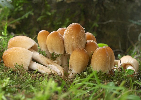 hnojník ligotavý Coprinellus micaceus (Bull.) Vilgalys, Hopple & Jacq. Johnson