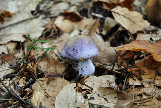 pavučinovec fialovastý Cortinarius salor Fr.