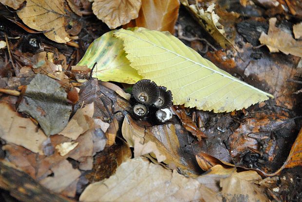 čiaškovec pásikavý Cyathus striatus (Huds.) Willd.