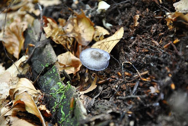 hodvábnica fialovomodrá Entoloma euchroum (Pers.) Donk