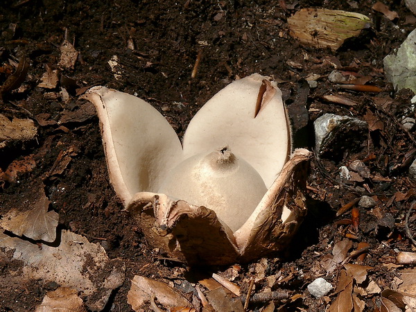 hviezdovka trojitá Geastrum triplex Jungh.