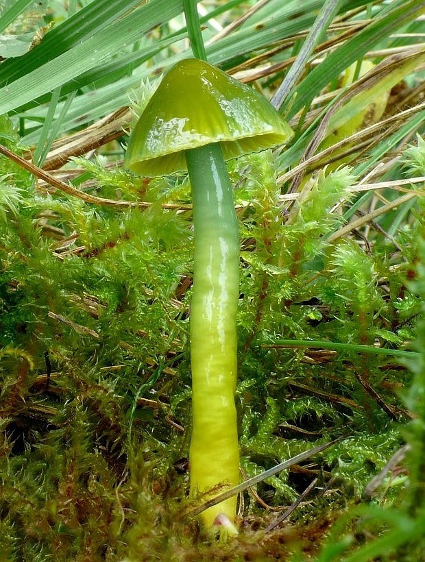 lúčnica žltozelená Gliophorus psittacinus (Schaeff.) Herink