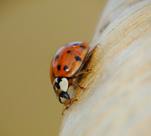 Harmonia axyridis