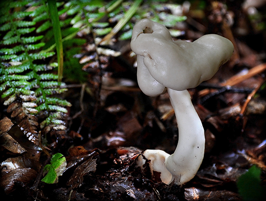 chriapač pružný Helvella elastica Bull.