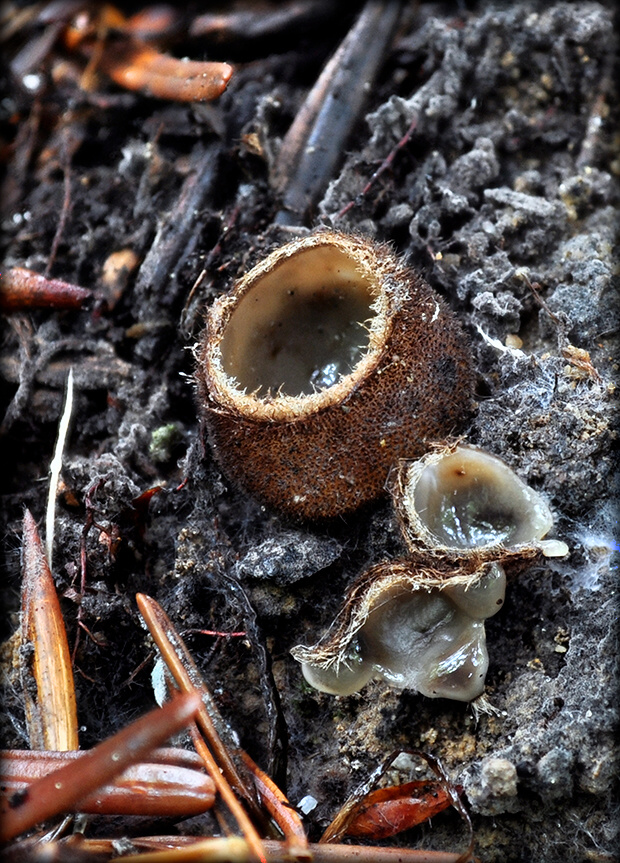 humária polguľovitá Humaria hemisphaerica (F.H. Wigg.) Fuckel