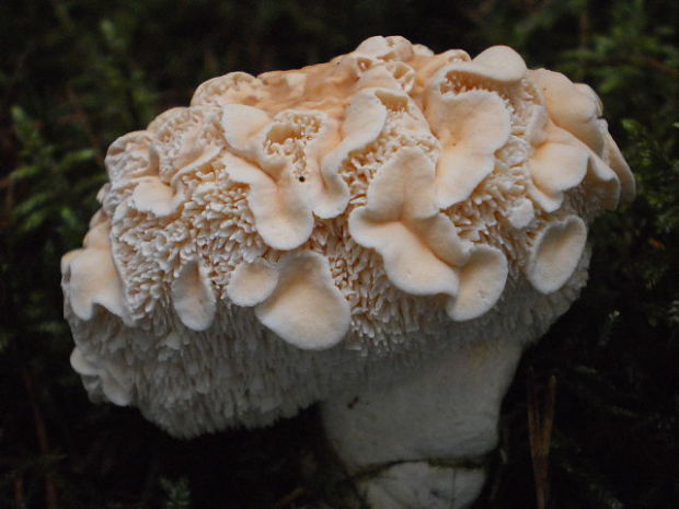 jelenka poprehýbaná Hydnum repandum L.