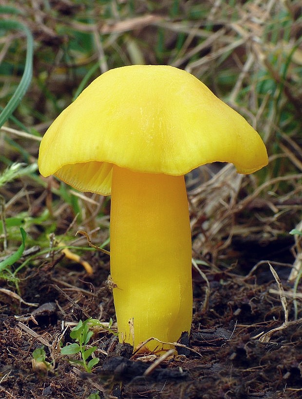 lúčnica citrónovožltá Hygrocybe chlorophana (Fr.) Wünsche