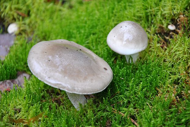 šťavnačka voňavá Hygrophorus agathosmus (Fr.) Fr.